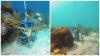 Ocean acidification sensors deployed in Belizean waters
